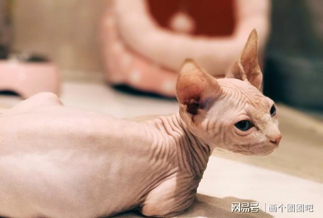 其实你养的猫代表了你的性格真的很准