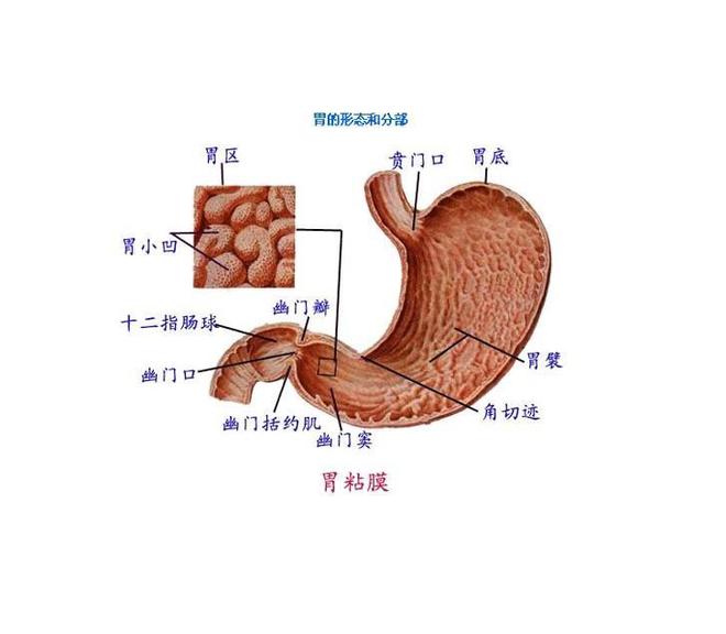 胃一不小心也会结石！日常饮食注意10点不要忽略这8个症状(图2)