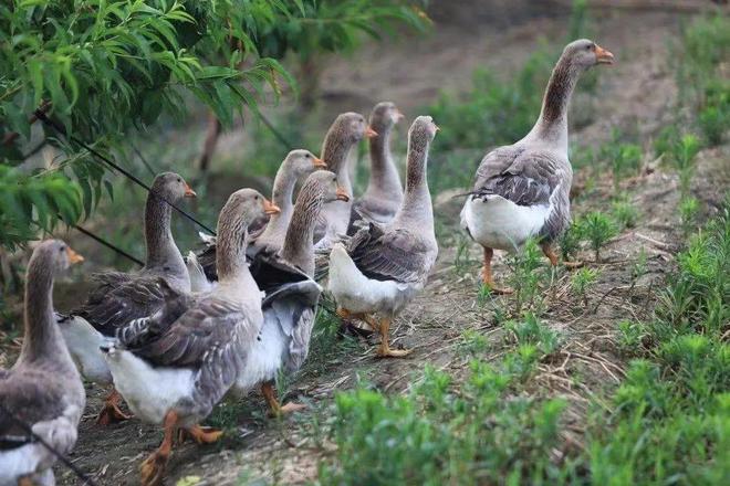 这道“残忍美食”被江浙沪包圆了且又是世界第一出口量(图4)